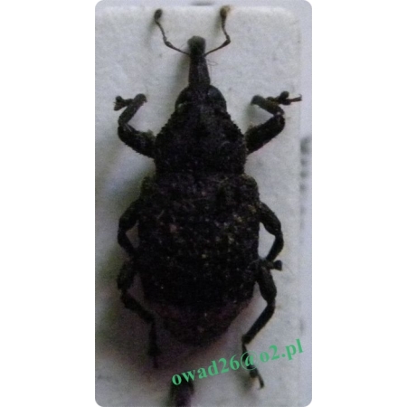 Cryptorhynchus lapathi (Linnaeus, 1758) Krytoryjek olchowiec